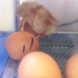 1 chick
